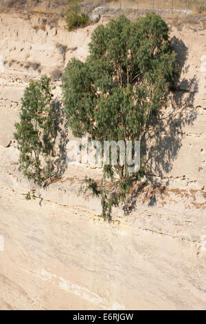 Die Bäume auf den Felsen der Kanal von Korinth in Griechenland. Stockfoto