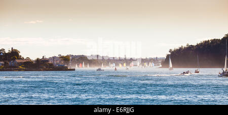 Eine Segelregatta in der Ferne im Hafen von Sydney Stockfoto