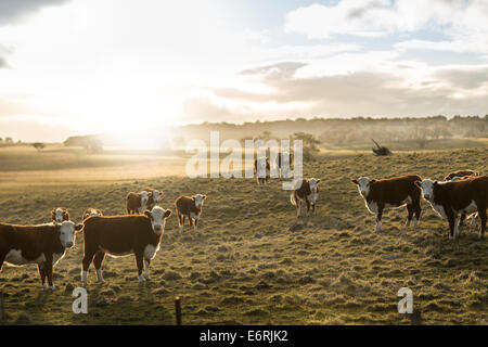 Kühe in einem Feld am frühen Abend in der Nähe in New South Wales Australien. Stockfoto