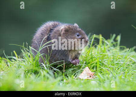 Eurasische Schermaus (Arvicola Amphibius) am Ufer eines Baches Stockfoto