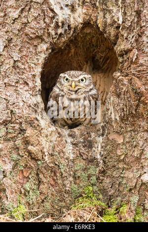 Steinkauz (Athene Noctua) im Nest Loch Stockfoto