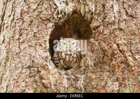 Steinkauz (Athene Noctua) im Nest Loch Stockfoto