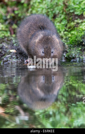 Eurasische Schermaus (Arvicola Amphibius) am Ufer eines Baches Stockfoto