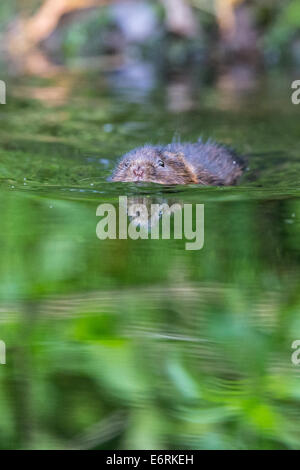 Eurasische Schermaus (Arvicola Amphibius) schwimmen Stockfoto