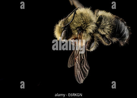 Megachile Mucida, M zurück, NC, Moore Co 2013-09-25-185708 ZS PMax 10827876924 o das Männchen von Megachile Mucida, dies ist eines der Blattschneiderameise Bienen gesammelt von Heather Campbell im Bereich Southern Pines, North Carolina. Megachile Mucida, M, Rücken, NC, Mo Stockfoto