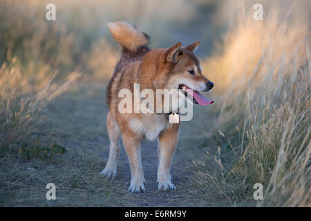 Shiba Hund auf einem Spaziergang entlang der Park Trail. Stockfoto