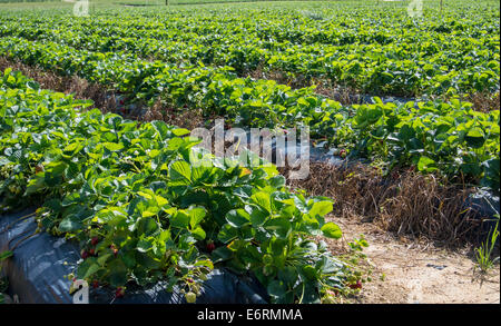 Zeilen der Pflanzer unterstützen Reife und reifende Erdbeerpflanzen Stockfoto