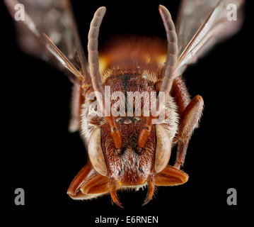 Nomada Maculata, Weiblich, face 2012-06-27-161737 ZS PMax 8134534987 o Nomada Maculata, Acadia National Park Nomada Maculata, Weiblich, face 2012-06-27-16.17.37 ZS PMax Stockfoto