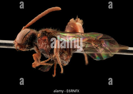 Nomada Parva, Weiblich, Seite, Maryland, Wicomico County 2013-11-15-182757 ZS PMax 11060664696 o eins von den kleinsten der Noma Stockfoto