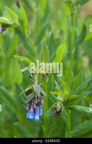 Nahaufnahme des hohen gesäumt Glockenblumen in Colorado Stockfoto