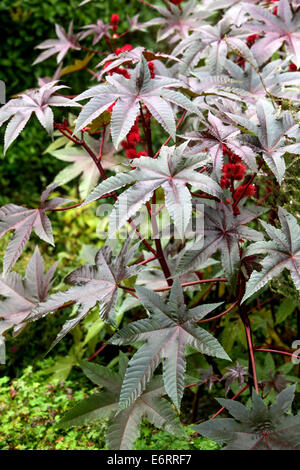 Die Ölpflanze Castor, Ricinus communis, hinterlässt einen Laubstrauch Stockfoto