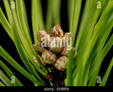 Das Bild zeigt eine Nahaufnahme eines Pinus virginiana microstrobilus (männlicher Kegel) aus Beltsville, Maryland. Das Foto zeigt die feinen Details der Konusstruktur und der Reproduktionsmerkmale. Stockfoto