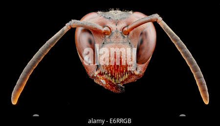 Polistes Metricus, U, Head 2013-04-18-113220 ZS PMax 8661100072 o Polistes Metricus, Weiblich, Beltsville, Maryland Polistes Metricus, U, Head 2013-04-18-11.32.20 ZS PMax Stockfoto