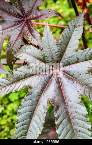 Rizinusöl Pflanze, Ricinus communis, Blätter Pflanze Stockfoto