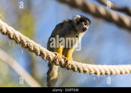 Ein schwarz-capped Totenkopfaffen (Saimiri Boliviensis), in der Treffen der Affen begehbare Gehege im ZSL London Zoo Stockfoto