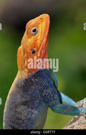 Männliche Regenbogen Agama (Agama Agama) in hellen Zucht Farben, Amboseli Nationalpark, Kenia Stockfoto