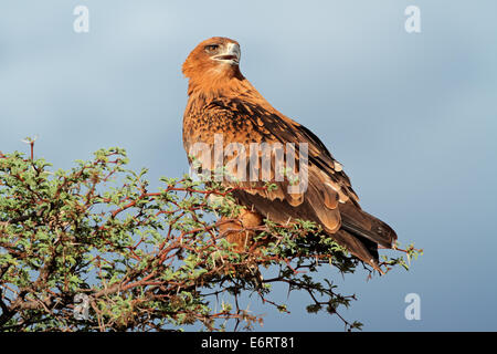 Tawny Adler (Aquila Rapax) thront auf einem Baum, Kalahari, Südafrika Stockfoto