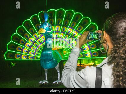 Los Angeles, Kalifornien, USA. 29. August 2014. Eine Frau fotografiert ein Pfau von der Luminasia am Tag Eröffnung der das 92. jährlichen Los Angeles County Fair unter Fairplex in Pomona, Freitag, 29. August 2014. Die Hauptattraktionen sind in diesem Jahr das neue chinesische Laterne Display Luminasia, eine Hommage an realen Superhelden, 4 Hektar großen Bauernhof und Landwirtschaft Exponate und einen Nachtclub im Steampunk-Stil für alle Altersgruppen. Die Messe läuft durch Sept. 28. Bildnachweis: Ringo Chiu/ZUMA Draht/Alamy Live-Nachrichten Stockfoto