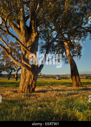 River rot Zahnfleisch im späten Nachmittag Licht, in der Nähe von Wagga NSW Australia Stockfoto