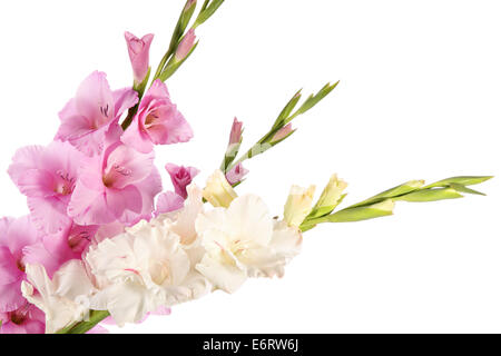 Gladiolen rosa Blumen auf weißem Hintergrund isoliert Stockfoto