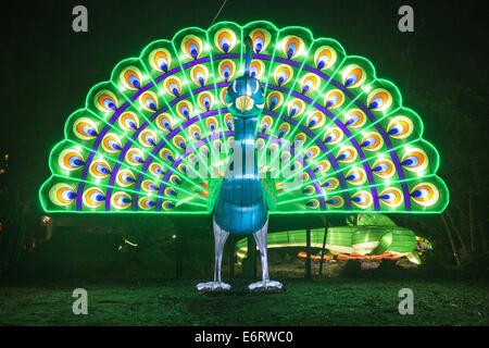 Los Angeles, Kalifornien, USA. 29. August 2014. Ein Pfau von der Luminasia wird am Tag Eröffnung der das 92. jährlichen Los Angeles County Fair unter Fairplex in Pomona, Freitag, 29. August 2014 gesehen. Die Hauptattraktionen sind in diesem Jahr das neue chinesische Laterne Display Luminasia, eine Hommage an realen Superhelden, 4 Hektar großen Bauernhof und Landwirtschaft Exponate und einen Nachtclub im Steampunk-Stil für alle Altersgruppen. Die Messe läuft durch Sept. 28. Bildnachweis: Ringo Chiu/ZUMA Draht/Alamy Live-Nachrichten Stockfoto