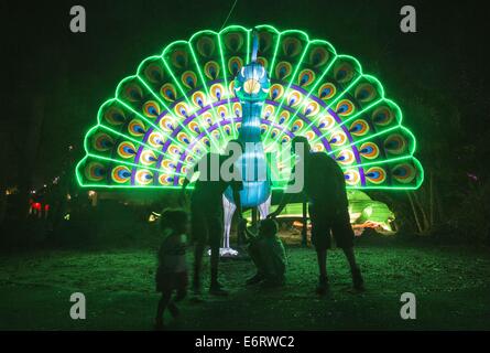 Los Angeles, Kalifornien, USA. 29. August 2014. Ein Pfau von der Luminasia wird am Tag Eröffnung der das 92. jährlichen Los Angeles County Fair unter Fairplex in Pomona, Freitag, 29. August 2014 gesehen. Die Hauptattraktionen sind in diesem Jahr das neue chinesische Laterne Display Luminasia, eine Hommage an realen Superhelden, 4 Hektar großen Bauernhof und Landwirtschaft Exponate und einen Nachtclub im Steampunk-Stil für alle Altersgruppen. Die Messe läuft durch Sept. 28. Bildnachweis: Ringo Chiu/ZUMA Draht/Alamy Live-Nachrichten Stockfoto