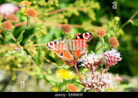 Red Admiral Schmetterling ruht am Anfang ein wilder Thymian (Thymus Serpyllum) Anlage Stockfoto