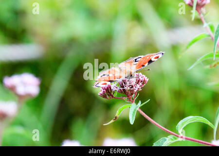 Red Admiral Schmetterling ruht am Anfang ein wilder Thymian (Thymus Serpyllum) Anlage Stockfoto