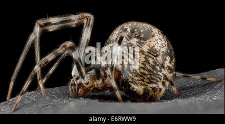 Spider 2, U, Seite, Maryland, Beltsville 2013-03-21-171842 ZS PMax 8589068009 o Unbekannte Spinne gefunden 21. März 2013 in einem Dampf-Tunnel unter der Beltsville Landwirtschaft Research Center Spider 2, U, Seite, Maryland, Beltsville 2013-03-21-17.18.42 ZS PMax Stockfoto