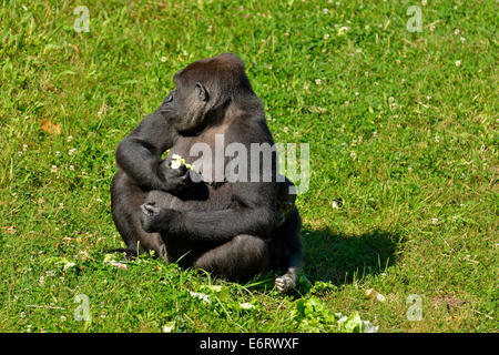 Weibliche Westlicher Flachlandgorilla und ihr Baby Gorilla im natürlichen Park Cabarceno, Cabarceno, Kantabrien, Spanien, Europa Stockfoto