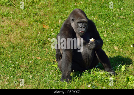 Weibliche Westlicher Flachlandgorilla und ihr Baby Gorilla im natürlichen Park Cabarceno, Cabarceno, Kantabrien, Spanien, Europa Stockfoto