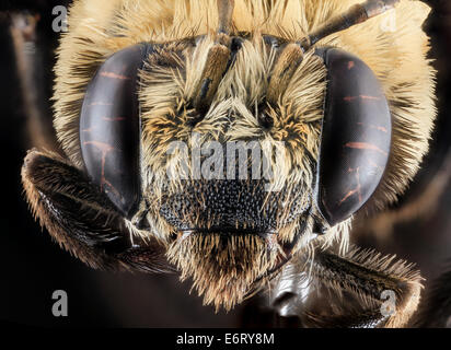 Svastra Atripes, Frau, Gesicht, Brevard County, FL 2013-11-14-101525 ZS PMax 11603684063 o große Bienen, Hummeln, die Anwesenheit von diese Bienen rivalisierenden sind Indikatoren für hochwertige natürliche Lebensräume, dieser Gruppe nicht in menschlichen Umgebungen gut tut und macht Stockfoto