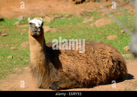 Lama (Lama Glama) im natürlichen Park Cabarceno, Kantabrien, Spanien, Europa Stockfoto