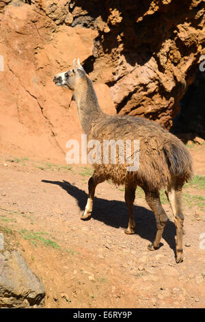 Lama (Lama Glama) im natürlichen Park Cabarceno, Kantabrien, Spanien, Europa Stockfoto