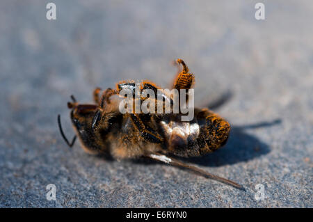 Tot der Honigbiene (Apis Mellifera) Stockfoto