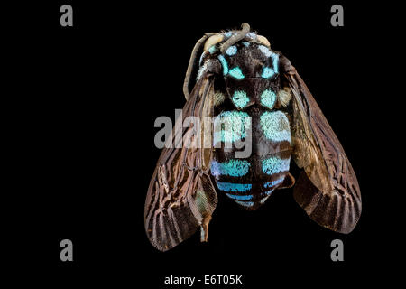 Thyreus Wallacei, m, Rücken, Philippinen, Mt banahaw 2014-07-15-185408 ZS PMax 14489484557 o spektakulär in die glitzernde blau ha Stockfoto