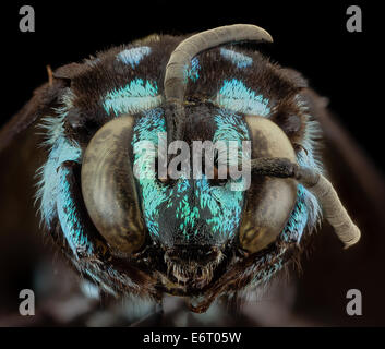 Thyreus Wallacei, m, Gesicht, Philippinen, Mt banahaw 2014-07-15-184738 ZS PMax 14489485657 o spektakulär in die glitzernde blau ha Stockfoto