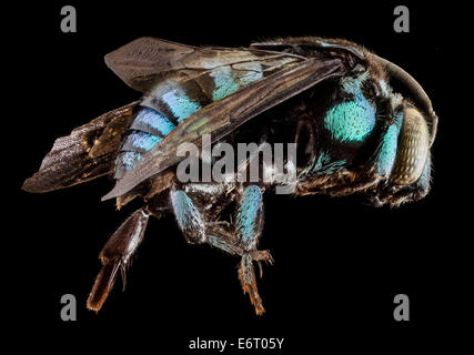 Thyreus Wallacei, m, Seite, Philippinen, Mt banahaw 2014-07-15-191303 ZS PMax 14673596214 o spektakulär in die glitzernde blau ha Stockfoto