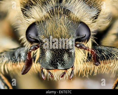 Trichiotinus Assimilis, 11724, U, Gesicht, MD 2013-07-18-154233 ZS PMax 9394501934 o eins der sehr häufig Blume Käfer... Sie fake mich oft, wenn Bienen auf Blüten sammeln, wie sie erstaunlich gut fliegen. Trichiotinus Assimilis, 11724, U, Gesicht, MD 2013-0 Stockfoto