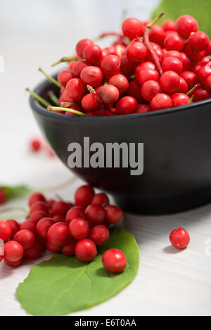 Schisandra Chinensis oder fünf Geschmack berry Stockfoto