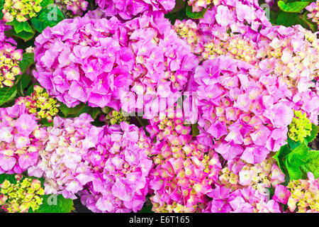 Rosa Hortensie Blütenköpfchen Nahaufnahme. Stockfoto