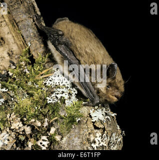 Daubenton Fledermaus - Myotis daubentonii Stockfoto