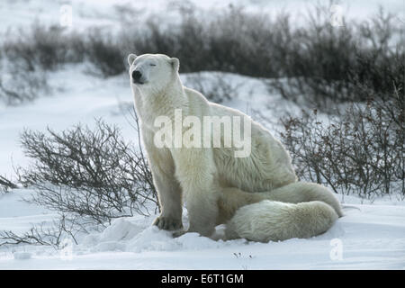 Eisbär - Ursus maritimus Stockfoto