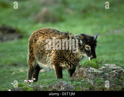 Soay Schaf - Ovis aries Stockfoto