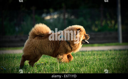 Chow Chow laufen auf dem Rasen Stockfoto