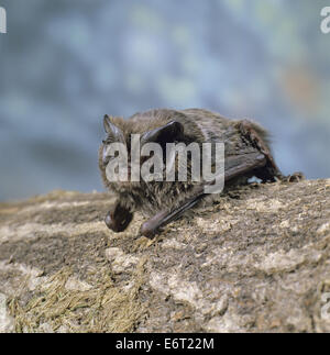 Mopsfledermaus - Barbastella barbastellus Stockfoto
