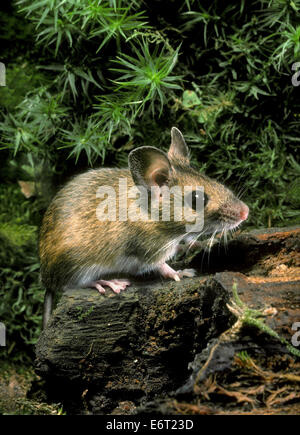 Waldmaus - Apodemus sylvaticus Stockfoto