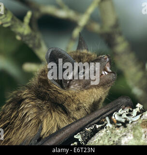 Entspannende Bat - Eptesicus Federnelke Stockfoto