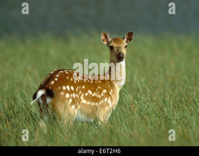 Sika Rotwild - Cervus nippon Stockfoto