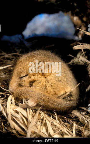 Hazel Dormouse - Muscardinus avellanarius Stockfoto